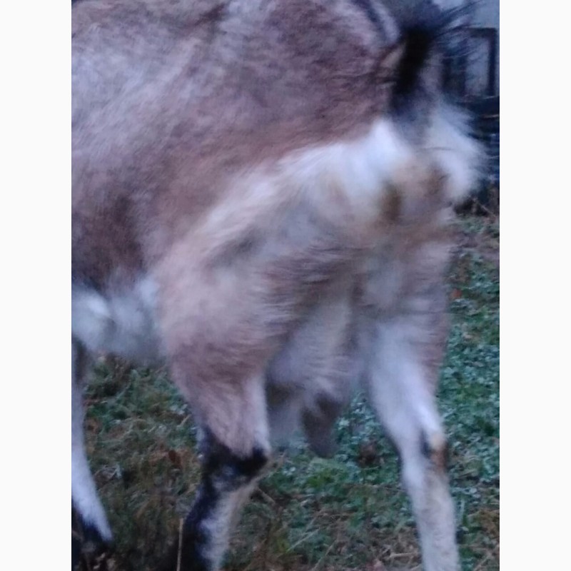 Фото 3. Продам взрослых дойных коз: полтавская белая безрогая и тогенбургская