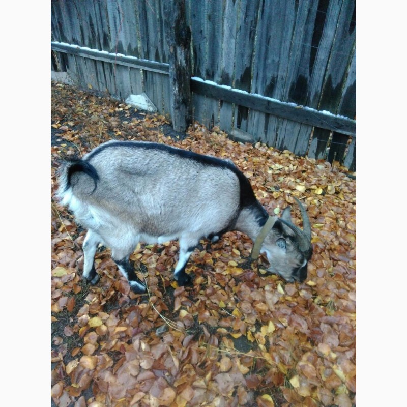 Фото 2. Продам взрослых дойных коз: полтавская белая безрогая и тогенбургская