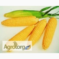 Семена кукурузы Оржица 237 МВ