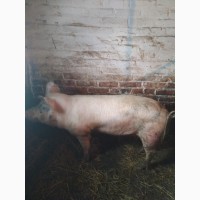 Продам запліднену свиню вік один рік