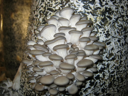 Фото 2. Продам гриби гливи - власне виробництво
