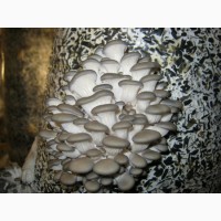 Продам гриби гливи - власне виробництво