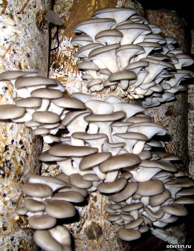 Фото 3. Продам гриби гливи - власне виробництво