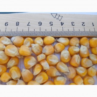Зерно кукуруза органик
