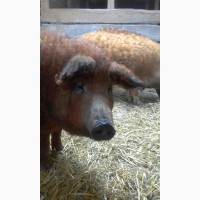 Ремонтные свинки покрытые Венгерская Мангалица возраст 12-13 месяцев ЦЕНА ДОГОВОРНАЯ