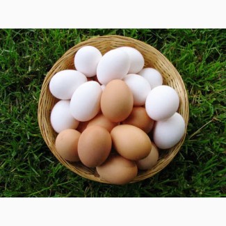 Курячі яйця свіжі С0, С1 на експорт ( export fresh eggs )