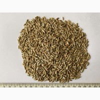 Жито органічне KWS Етерно, рожь органическая, organic rye