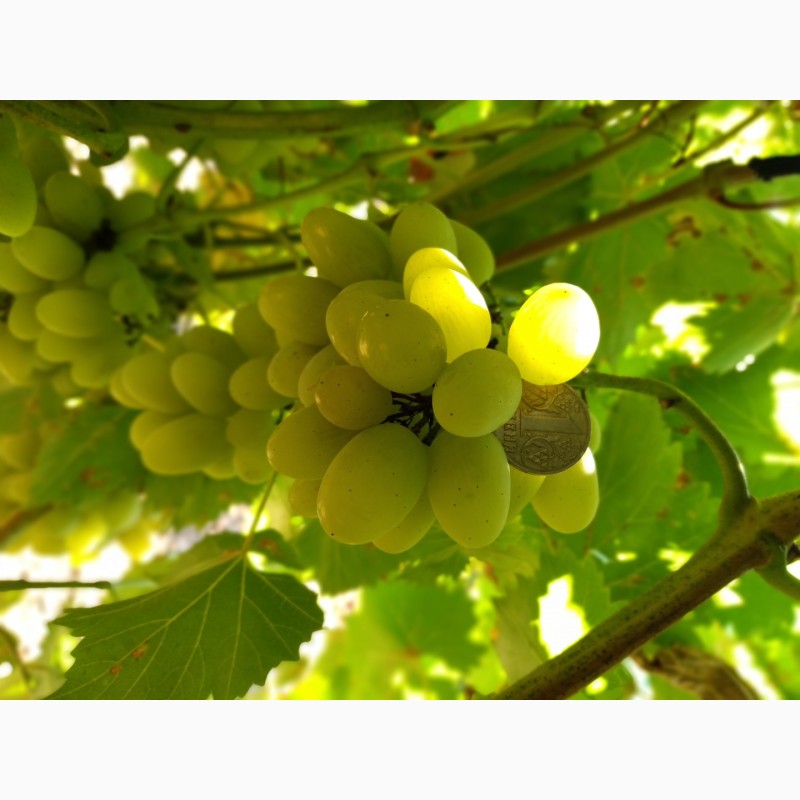 Фото 7. Продам виноград: Плевен, Лорано