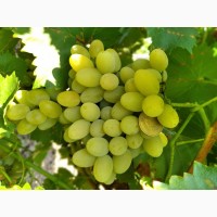 Продам виноград: Плевен, Лорано