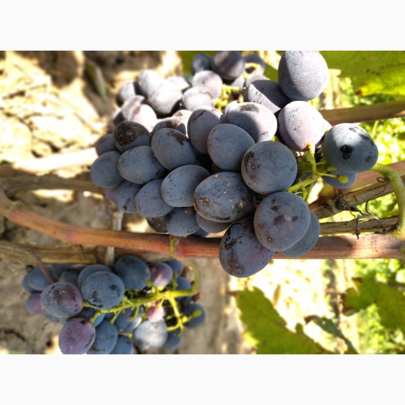 Фото 9. Продам виноград: Плевен, Лорано