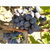 Продам виноград: Плевен, Лорано