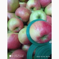 Продаємо яблука Хані Крісп, 4 грн