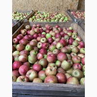 Продаємо яблука Хані Крісп, 4 грн
