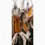 Продам семена кукурузы Кобза МВ15 ФАО-310, (фракция стандарт)