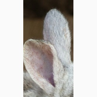 Вуха кролячі