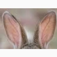 Вуха кролячі