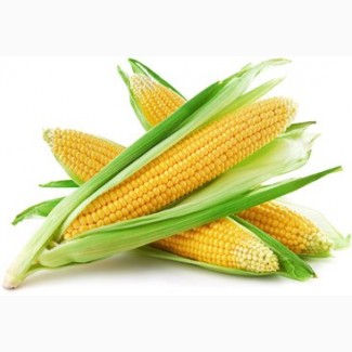 Продам кукурудзу 2000 тонн, Вінницька обл